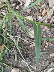 Echinochloa crus-galli