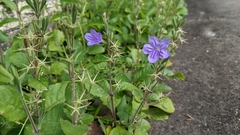 Ruellia nudiflora
