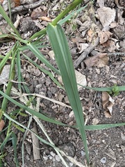 Echinochloa crus-galli
