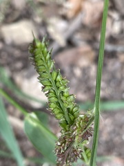 Echinochloa crus-galli