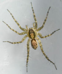 Pardosa atlantica