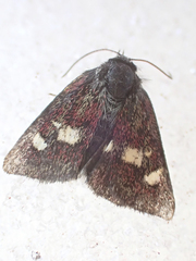 Heliothinae