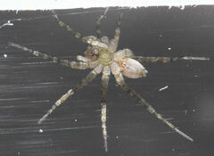 Pardosa atlantica