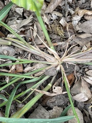 Echinochloa crus-galli