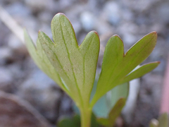Ranunculus grayi