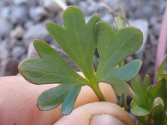 Ranunculus grayi