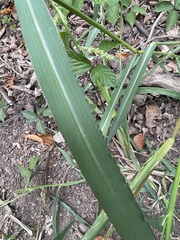 Echinochloa crus-galli
