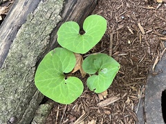 Asarum canadense