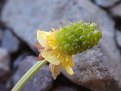 Ranunculus grayi