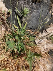 Dichanthelium acuminatum