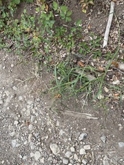 Echinochloa crus-galli