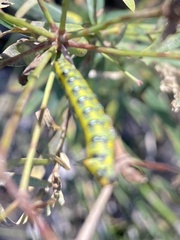 Hyles euphorbiae