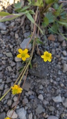 Ranunculus grayi