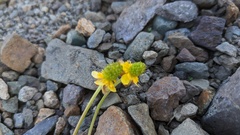 Ranunculus grayi