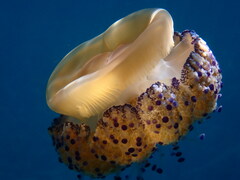 Cotylorhiza tuberculata