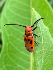 Tetraopes tetrophthalmus