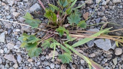 Ranunculus grayi