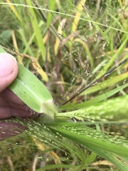 Panicum capillare