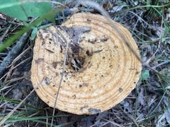 Lactarius deliciosus