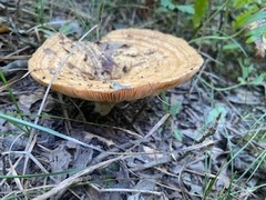 Lactarius deliciosus