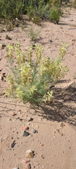 Astragalus praelongus