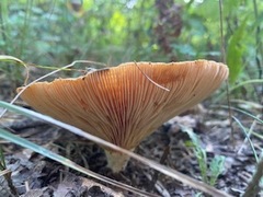 Lactarius deliciosus