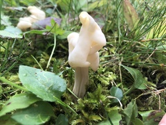Helvella crispa