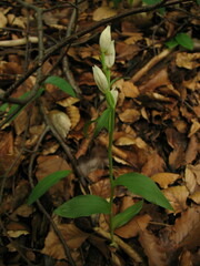 Cephalanthera damasonium