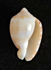 Cypraecassis testiculus