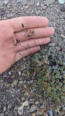 Draba lonchocarpa