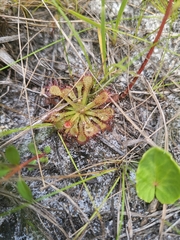 Drosera capillaris