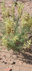 Astragalus praelongus