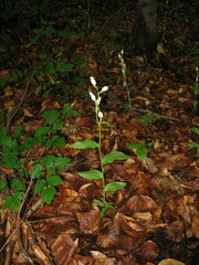 Cephalanthera damasonium