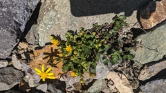 Senecio fremontii