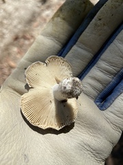 Lactarius paradoxus