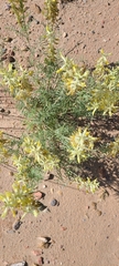 Astragalus praelongus