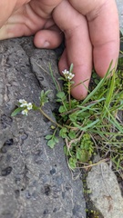 Cardamine pensylvanica