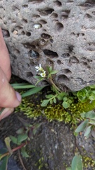 Cardamine pensylvanica