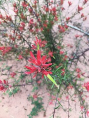 Castilleja linariifolia