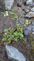 Cardamine pensylvanica