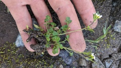 Cardamine pensylvanica