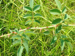 Rosa canina
