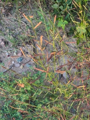 Bouteloua barbata rothrockii