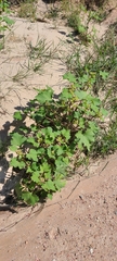 Xanthium orientale