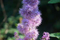 Spiraea salicifolia