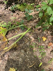 Symplocarpus foetidus