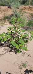 Xanthium orientale