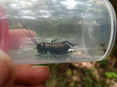 Gryllus campestris