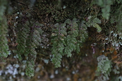 Hymenophyllaceae