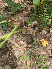 Symplocarpus foetidus